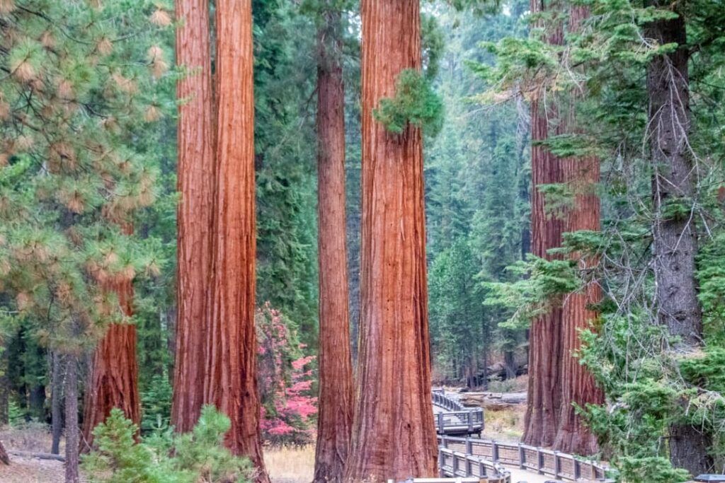 Séquoias géants dans les montagnes de la Sierra Nevada en Californie