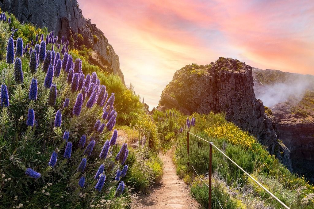 Sentier de montagne au coucher du soleil avec des fleurs violettes et des rochers, situé à Madère, Portugal.