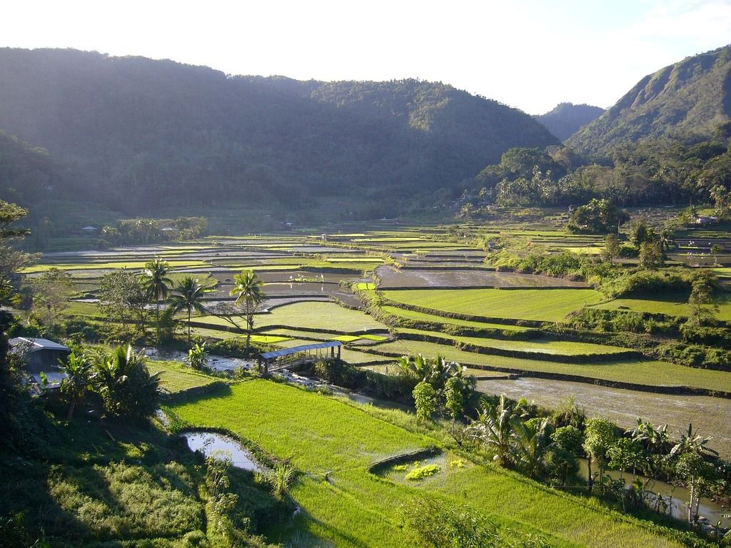 Les rizières en terrasses verdoyantes sculptées dans les collines de Luzon, aux Philippines.