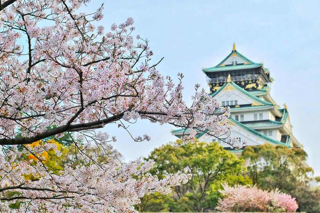 Château d'Osaka encadré par des fleurs de cerisier en pleine floraison.