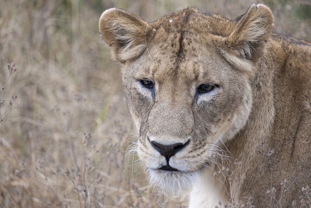Un gros plan sur une lionne au regard perçant, entourée d’herbes sèches de la savane.
