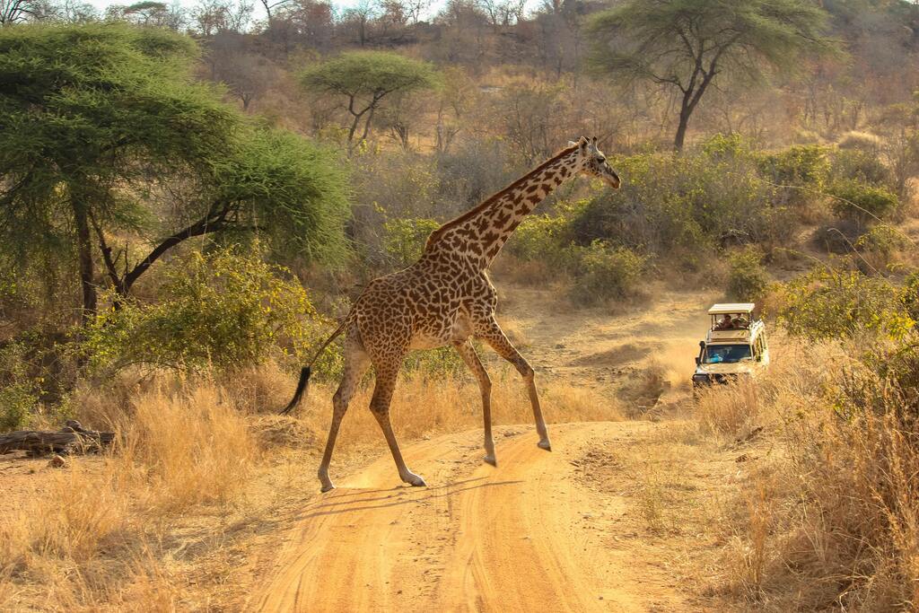 Une girafe traversant une piste de safari en Tanzanie, devant un véhicule d’observation de la faune.