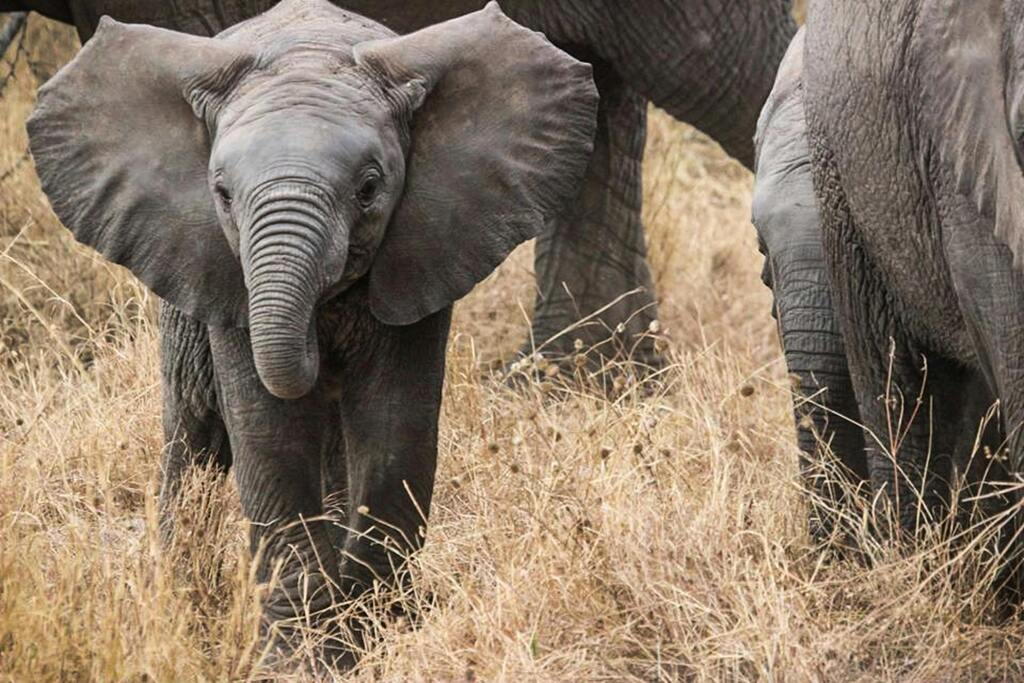 Un éléphanteau curieux marchant à côté des membres de son troupeau dans la savane tanzanienne.