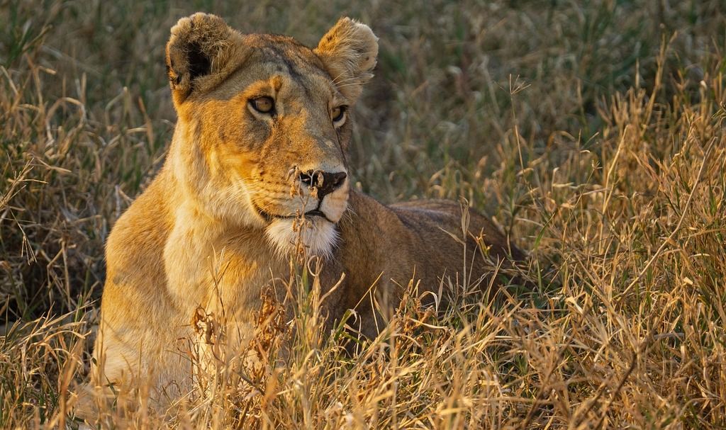 Une lionne reposant dans l’herbe dorée de la savane africaine, observant son environnement avec attention.