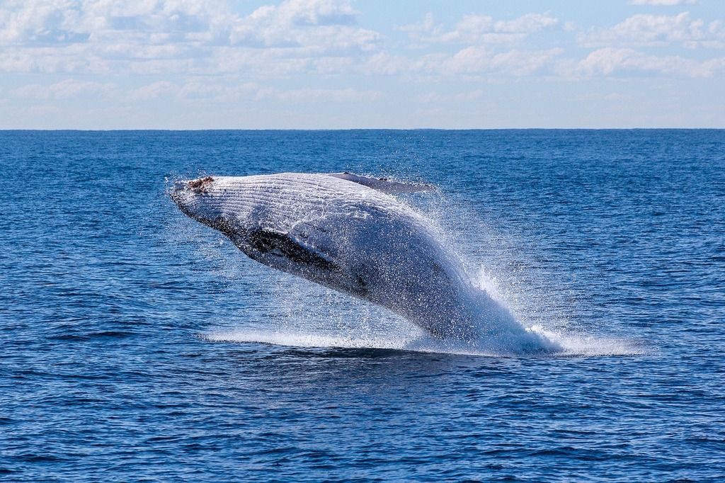 Saut d’une baleine à bosse hors de l’eau au large des côtes néo-zélandaises.
