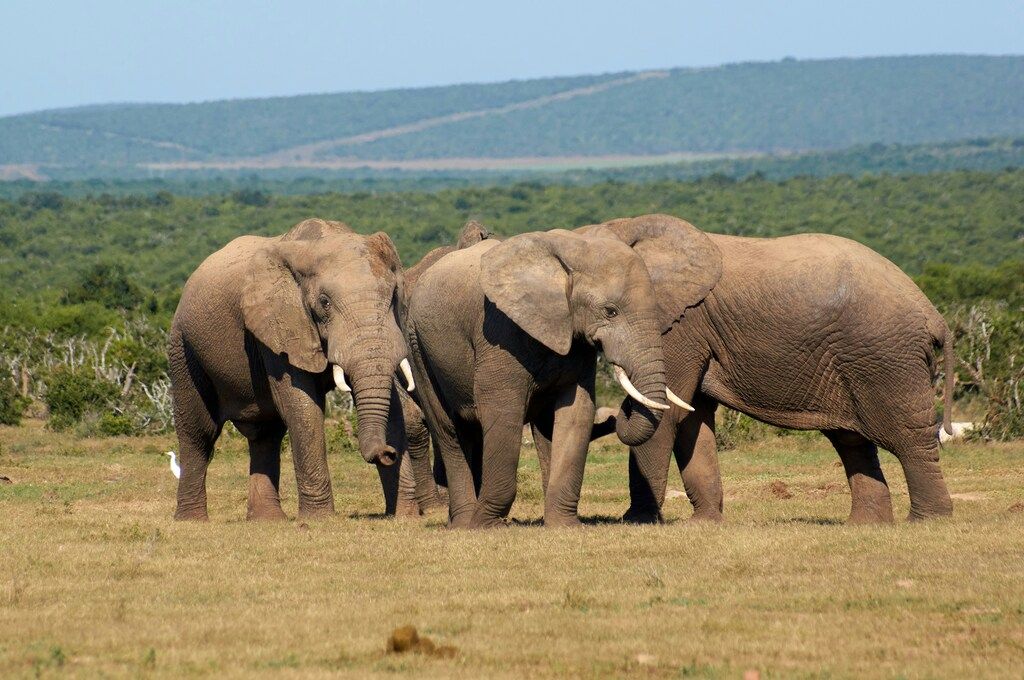 Addo Elephant Park : le paradis des éléphants