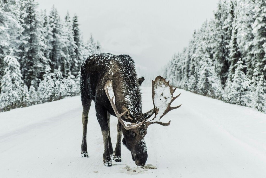 Élan sauvage marchant sur une route enneigée entourée de forêts de conifères au Canada.