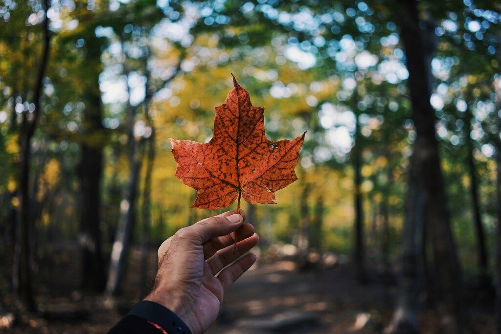 Feuille d’érable rouge tenue à la main dans une forêt canadienne pendant l’automne.