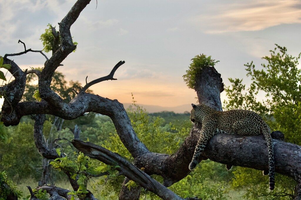 Léopard allongé sur une branche d’arbre au coucher du soleil dans la brousse africaine