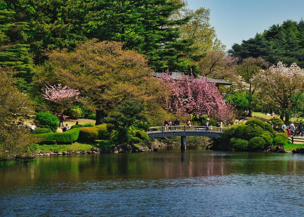 Jardin Shinjuku Gyoen avec un pont au-dessus d'un étang, entouré de cerisiers en fleurs.