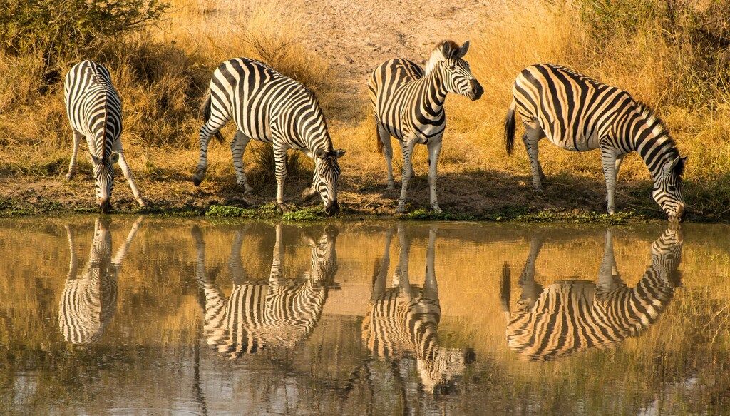 Quatre zèbres en train de boire à un point d’eau avec leur reflet dans la brousse africaine