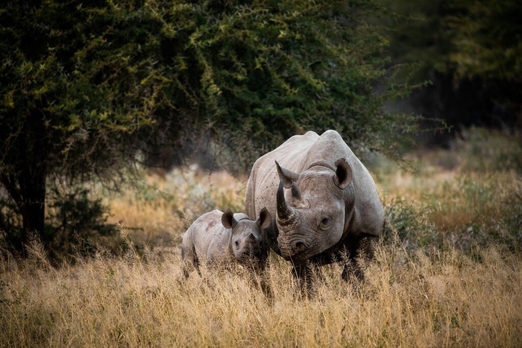 Rhinocéros noir avec son petit marchant dans les hautes herbes de la réserve de Hluhluwe-Umfolozi