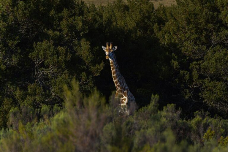 safari en Afrique du Sud