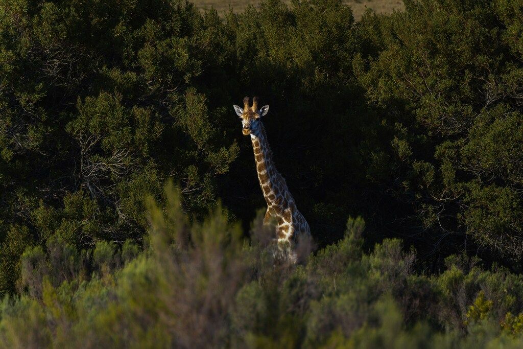 Safari en Afrique du Sud : où partir pour voir les Big Five