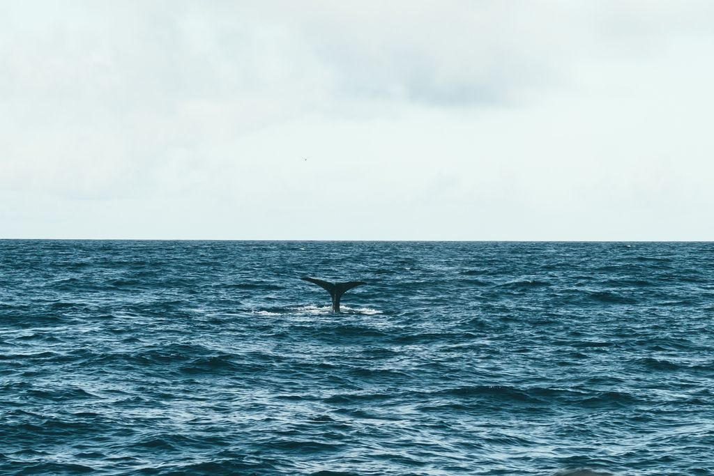 Observation de baleines dans les eaux profondes des Açores, avec une queue de baleine visible à la surface