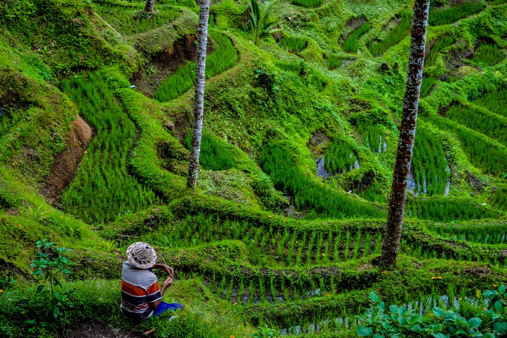 Paysage luxuriant de rizières en terrasses à Bali, avec un agriculteur assis au premier plan.