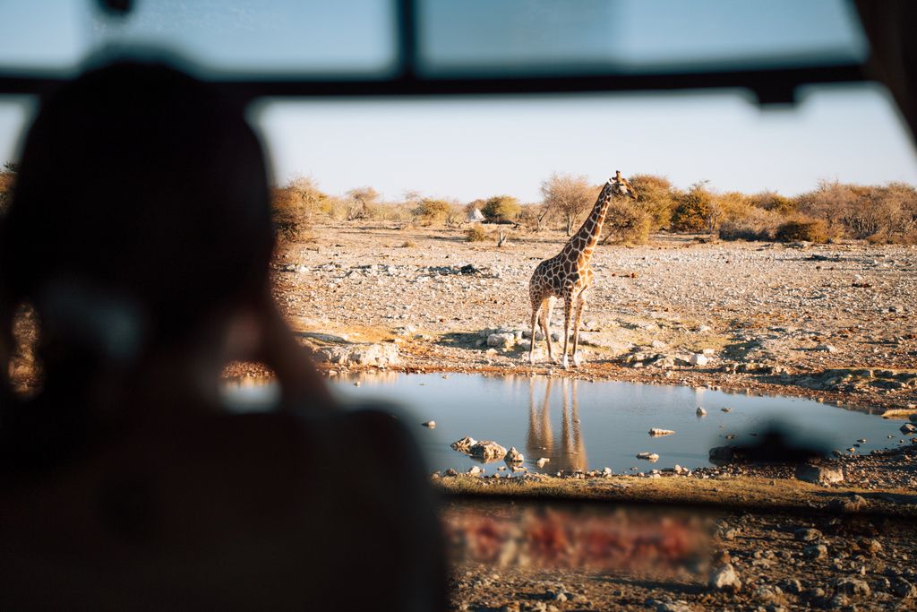 Girafe debout près d’un point d’eau, observée à travers la vitre d’un véhicule de safari.