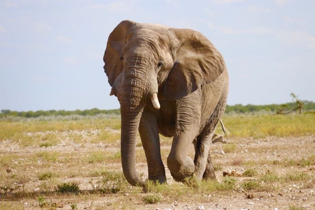 Éléphant marchant seul dans la savane, photographié en pleine journée sous un ciel bleu clair.