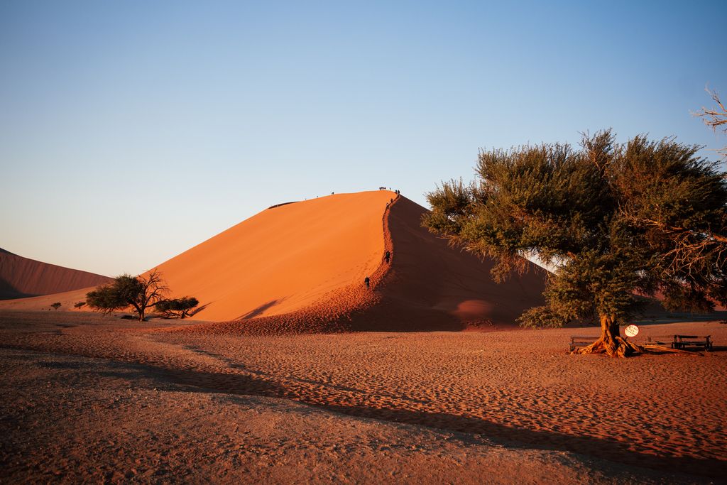 Grande dune de sable rouge au lever du soleil, avec des randonneurs au sommet et des arbres au premier plan.