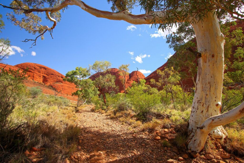 Un sentier de randonnée à travers les dômes de roche rouge de Kata Tjuta, encadré par un eucalyptus sous un ciel bleu en Australie.