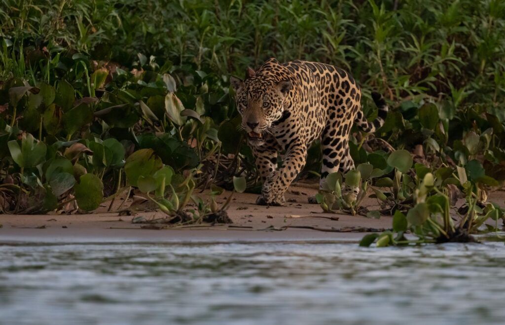 Un jaguar marchant sur une rive sablonneuse bordée de végétation dans le Pantanal, au Brésil.