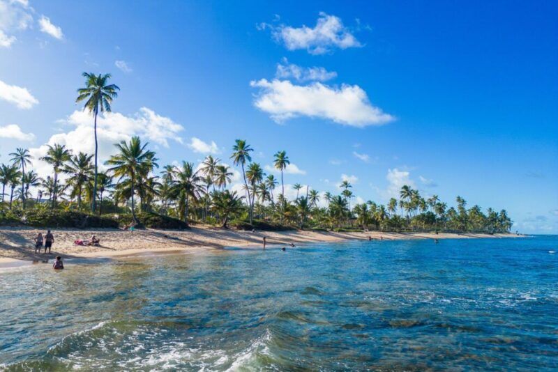 Une belle plage tropicale au Brésil avec du sable doré, de grands palmiers et une eau bleue claire.