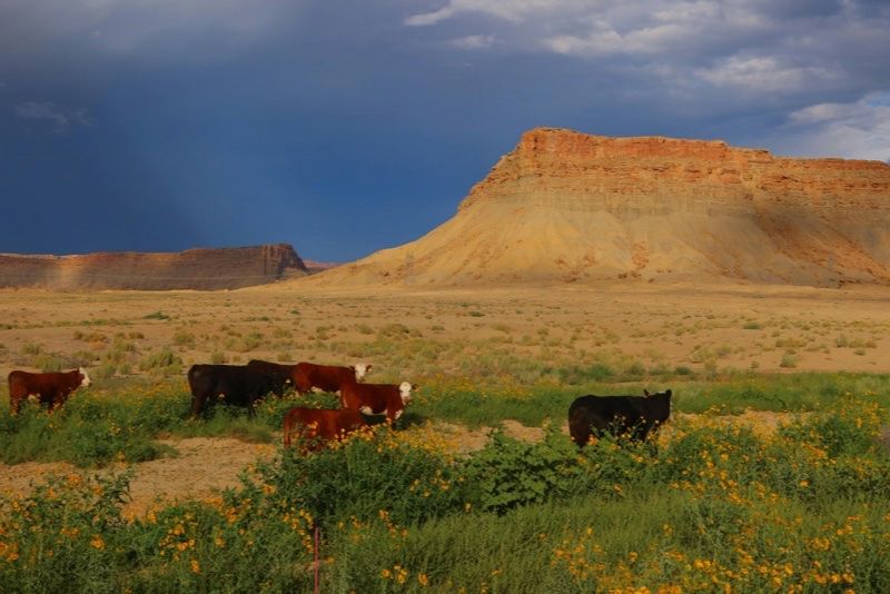 Paysage desertique de l Arizona avec mesas rocheuses et ciel nuageux