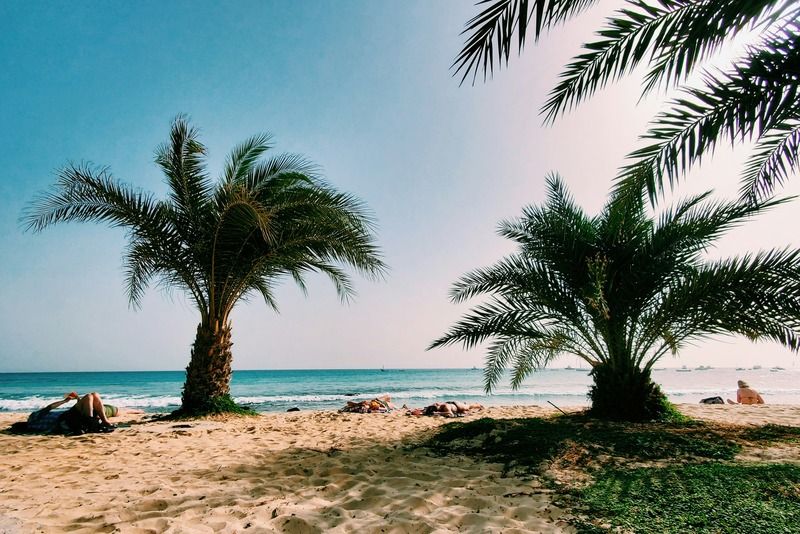 Plage de sable blanc avec un grand palmier au premier plan et un village côtier au loin sur la côte tropicale