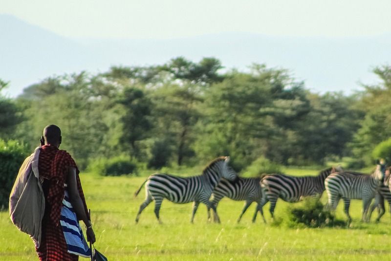 Un homme masaï en tenue traditionnelle observe un groupe de zèbres broutant dans la savane africaine