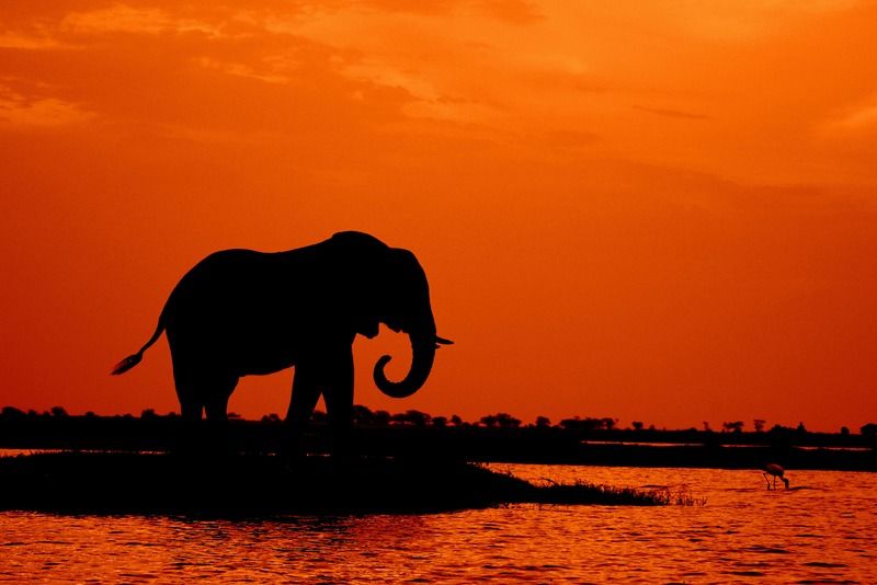 Silhouette d'un éléphant buvant dans une rivière au coucher du soleil, avec un oiseau échassier à proximité