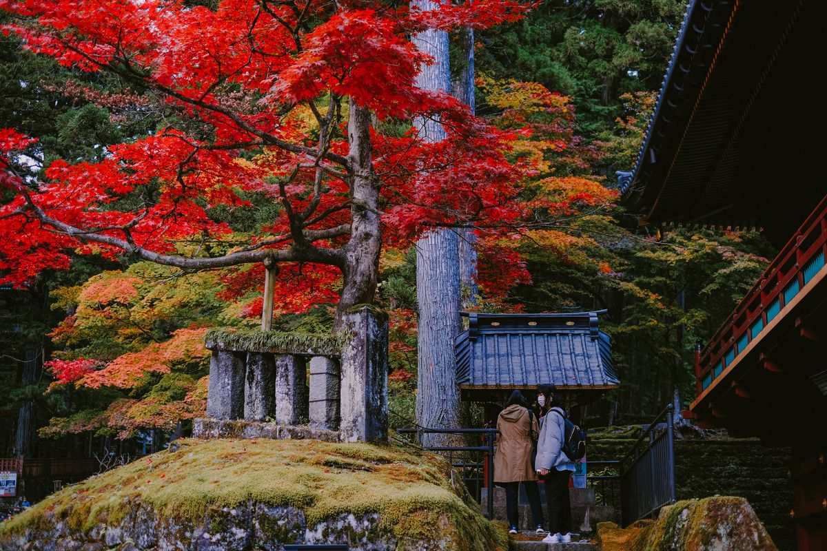 Temple japonais au pied d’un grand érable rouge dans une forêt d’automne