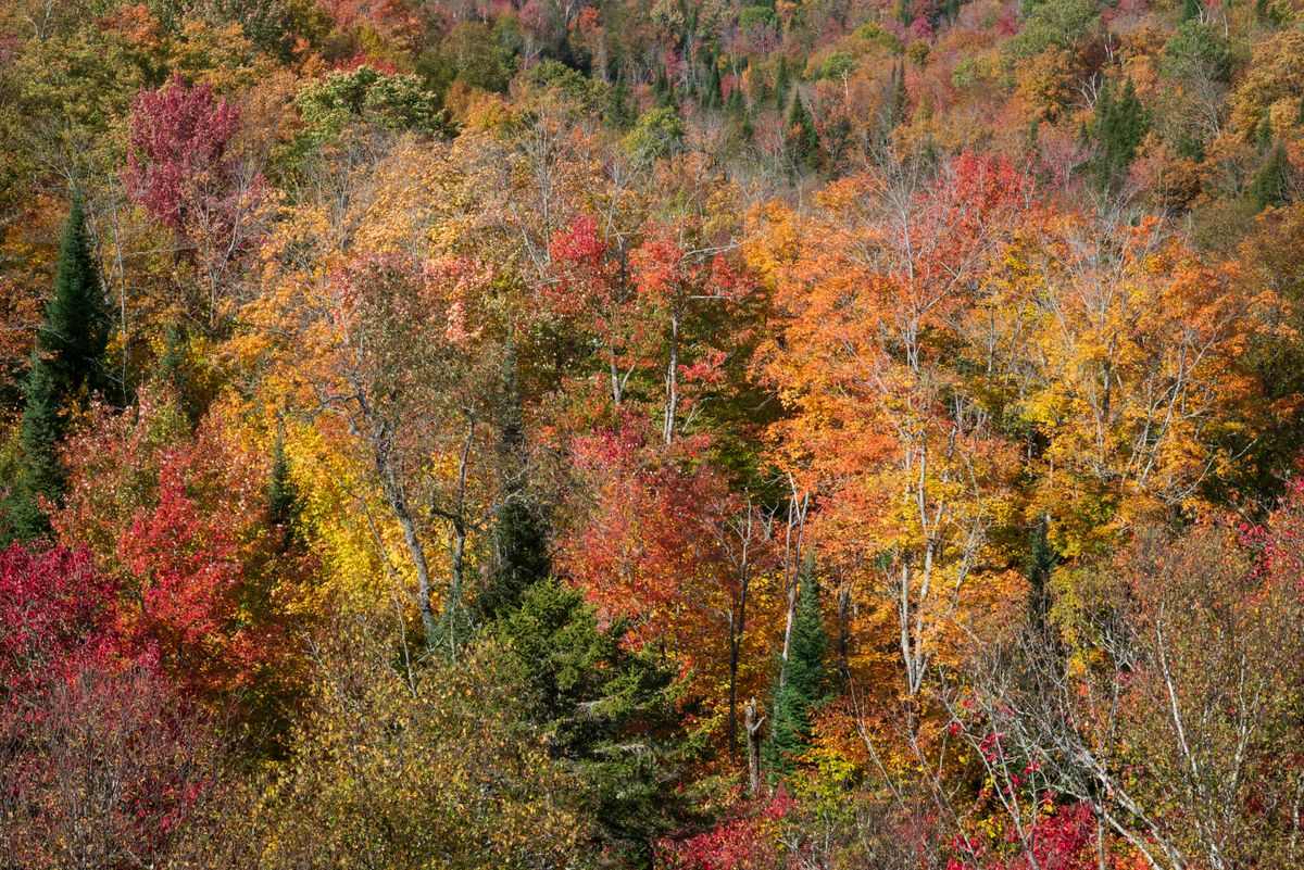 Forêt dense aux feuillages rouges, orange et jaunes en automne