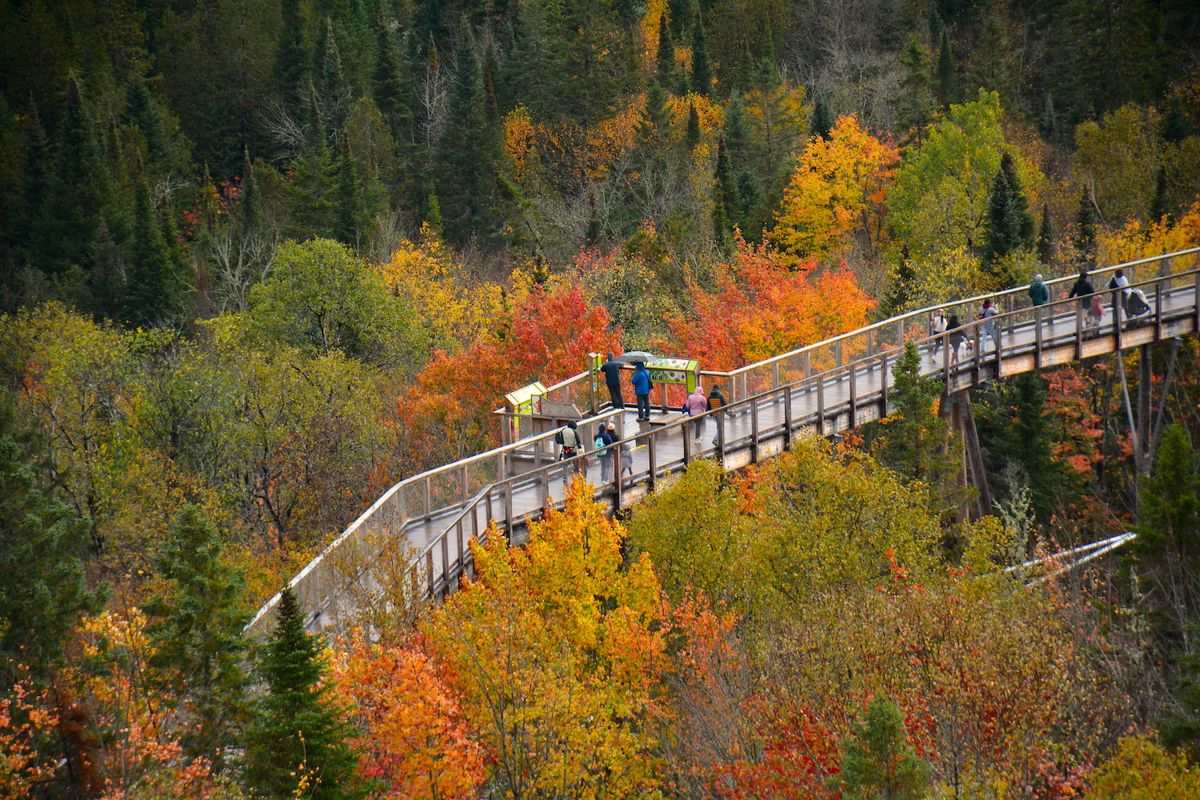 Passerelle surélevée avec visiteurs au-dessus d’une forêt aux couleurs d’automne