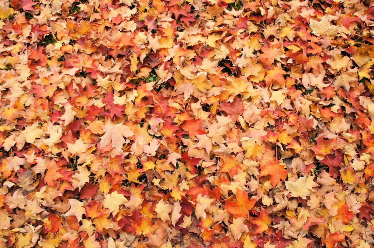 Tapis de feuilles d’érable rouges, orange et jaunes au sol