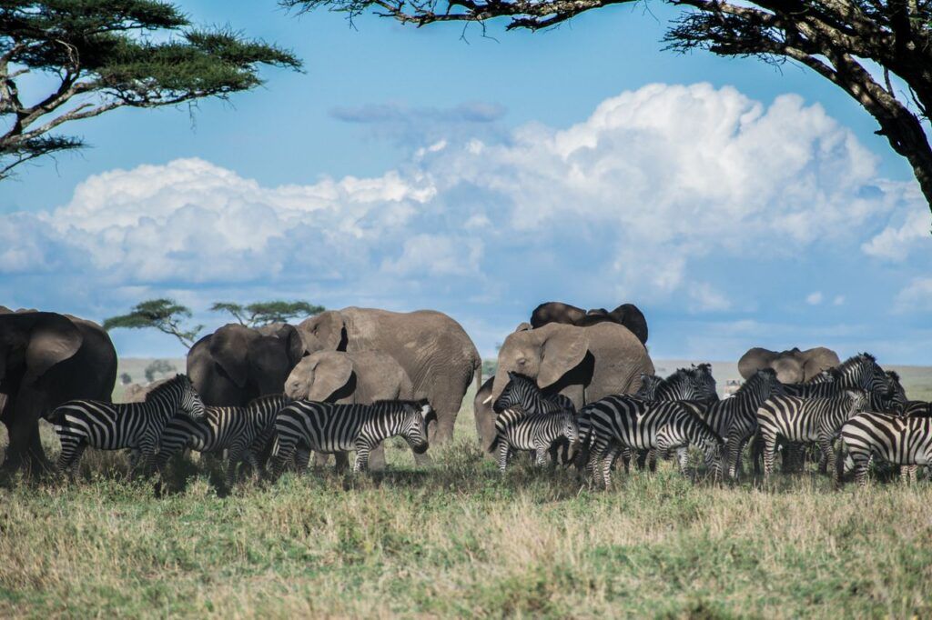 Éléphants et zèbres qui paissent ensemble dans la savane du Serengeti, en Tanzanie