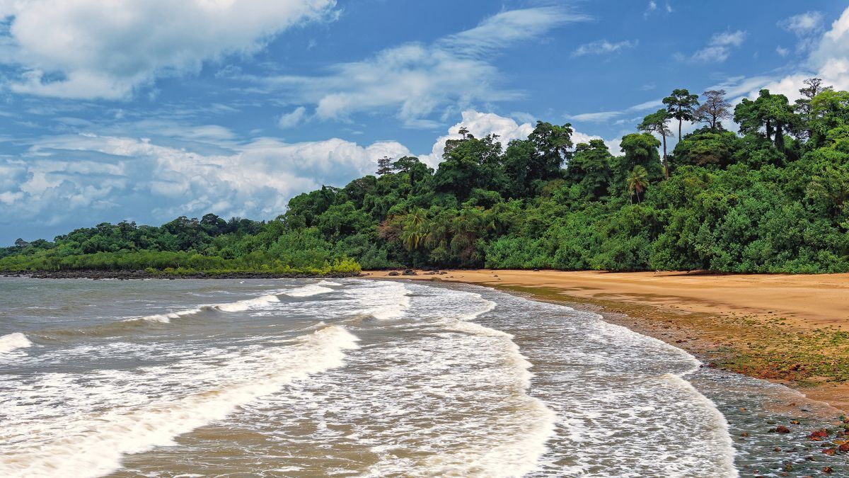 Plage tropicale avec vagues sur le sable et forêt dense sous un ciel bleu