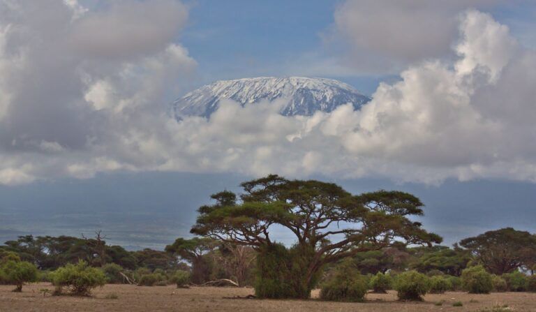 Le Kilimandjaro enneigé derrière les acacias de la savane, en Tanzanie : le visa pour la Tanzanie permet de découvrir ces paysages